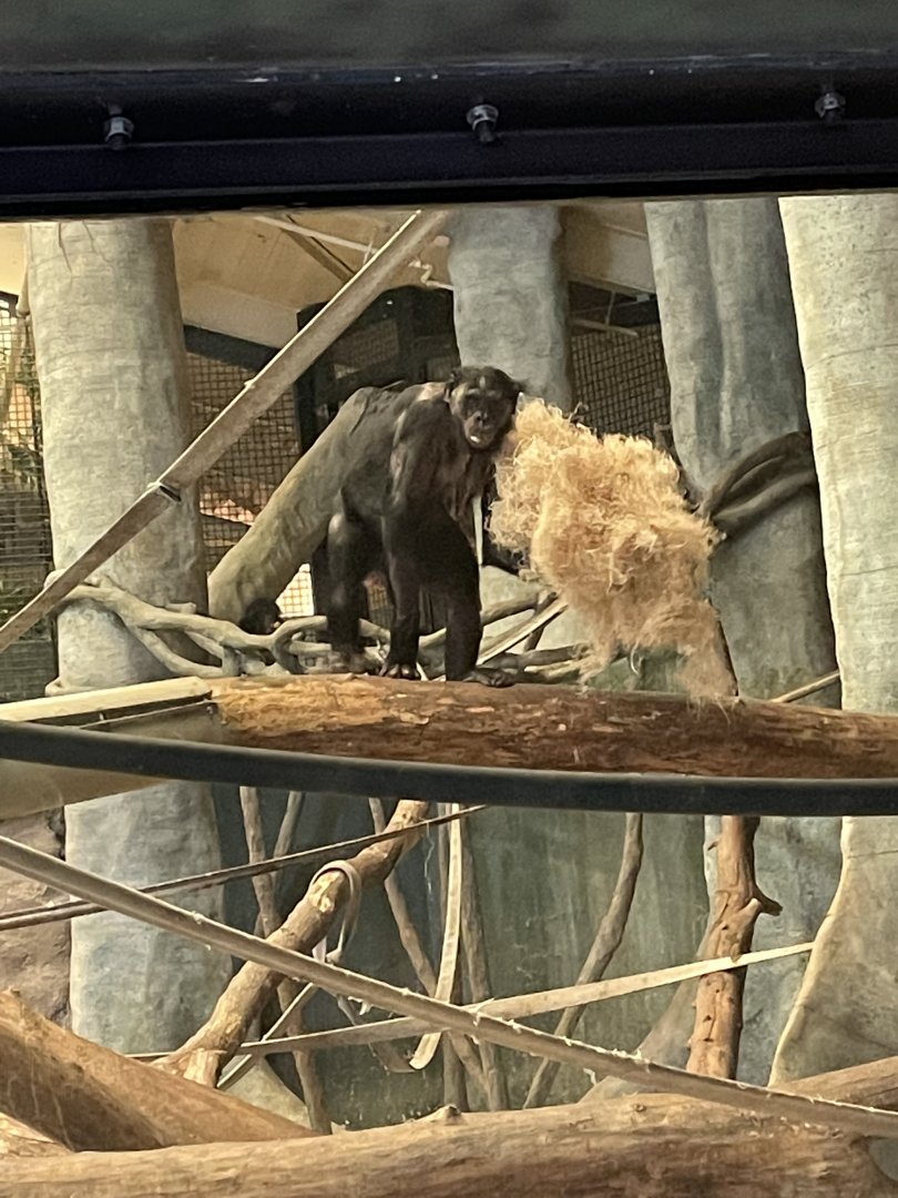 Claudine the Bonobo (6/23/21)