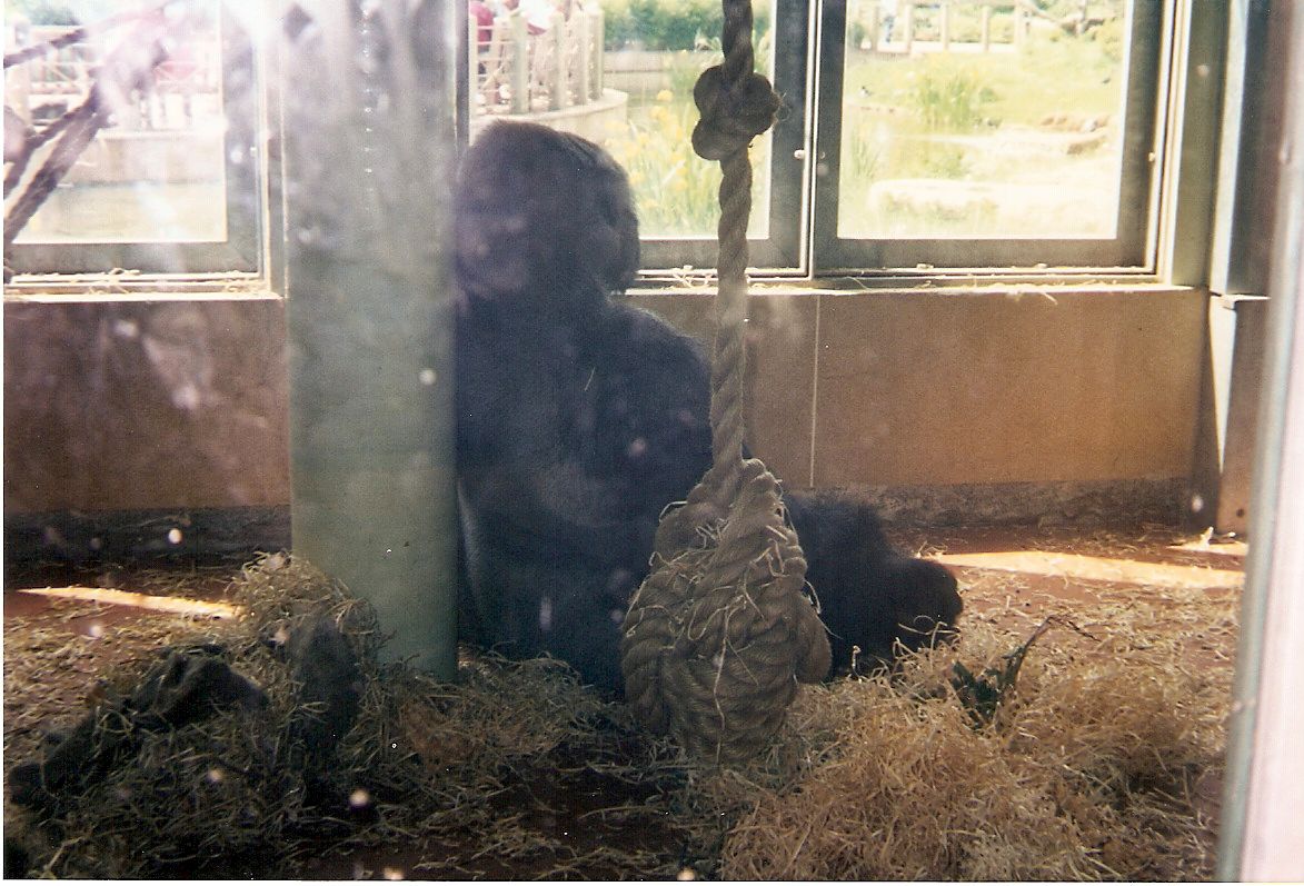 Claus the gorilla at Bristol Zoo, 28 May 1999