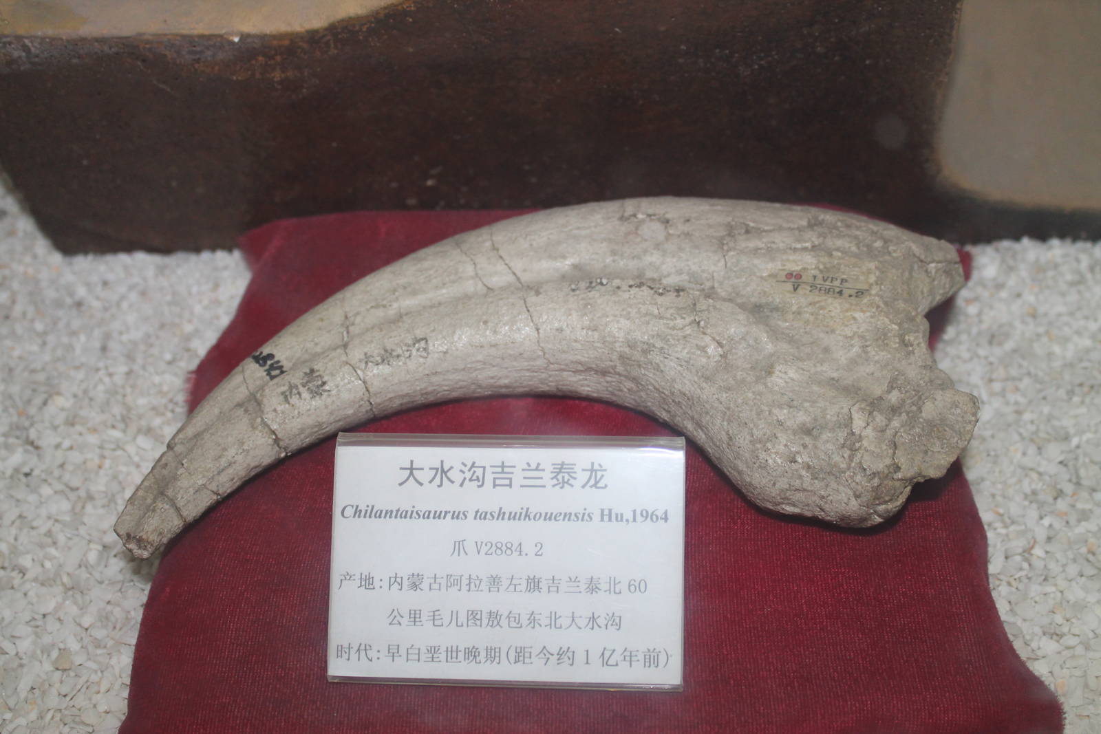 claw of theropod Chilantaisaurus tashuikouensis
