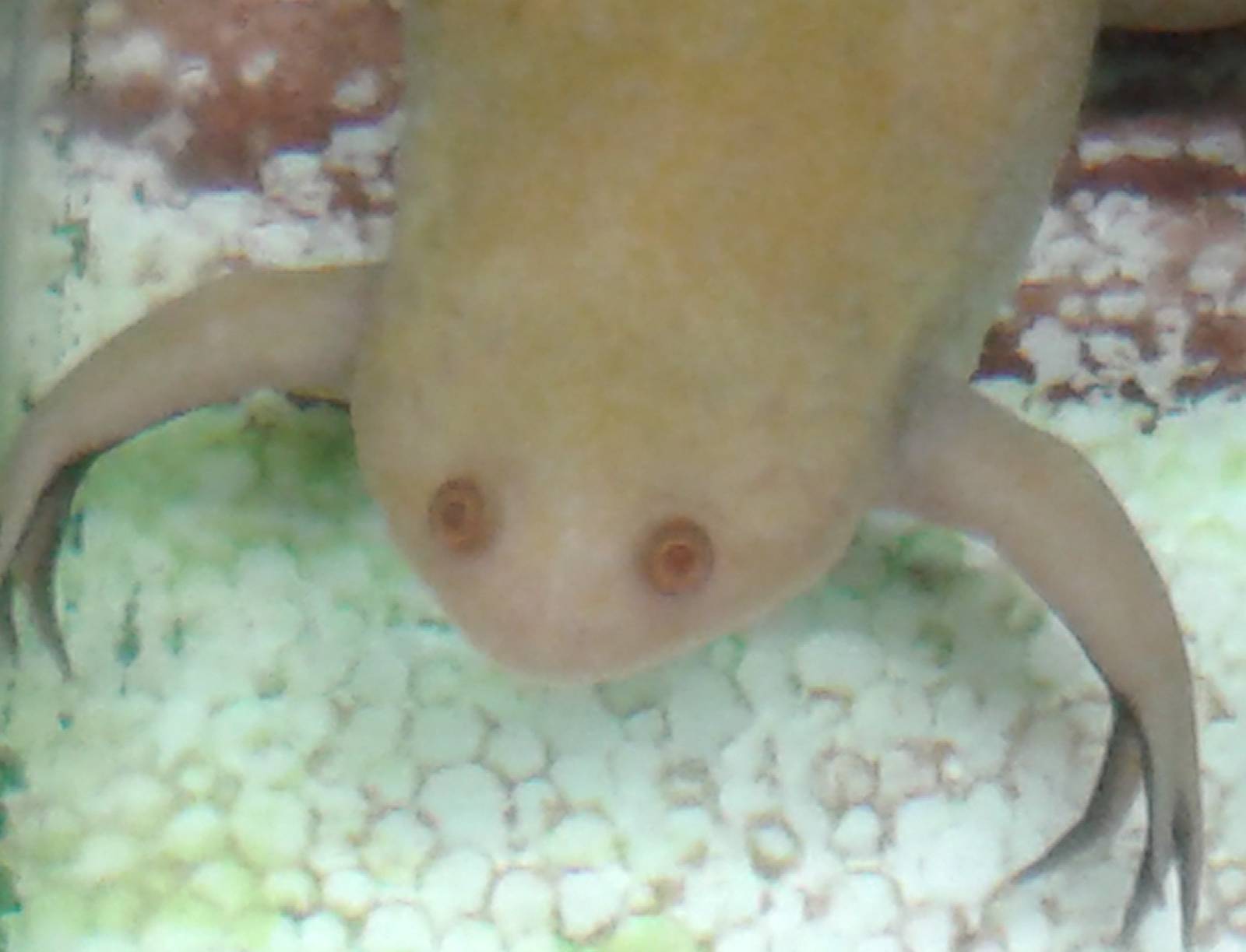 clawed frog albino