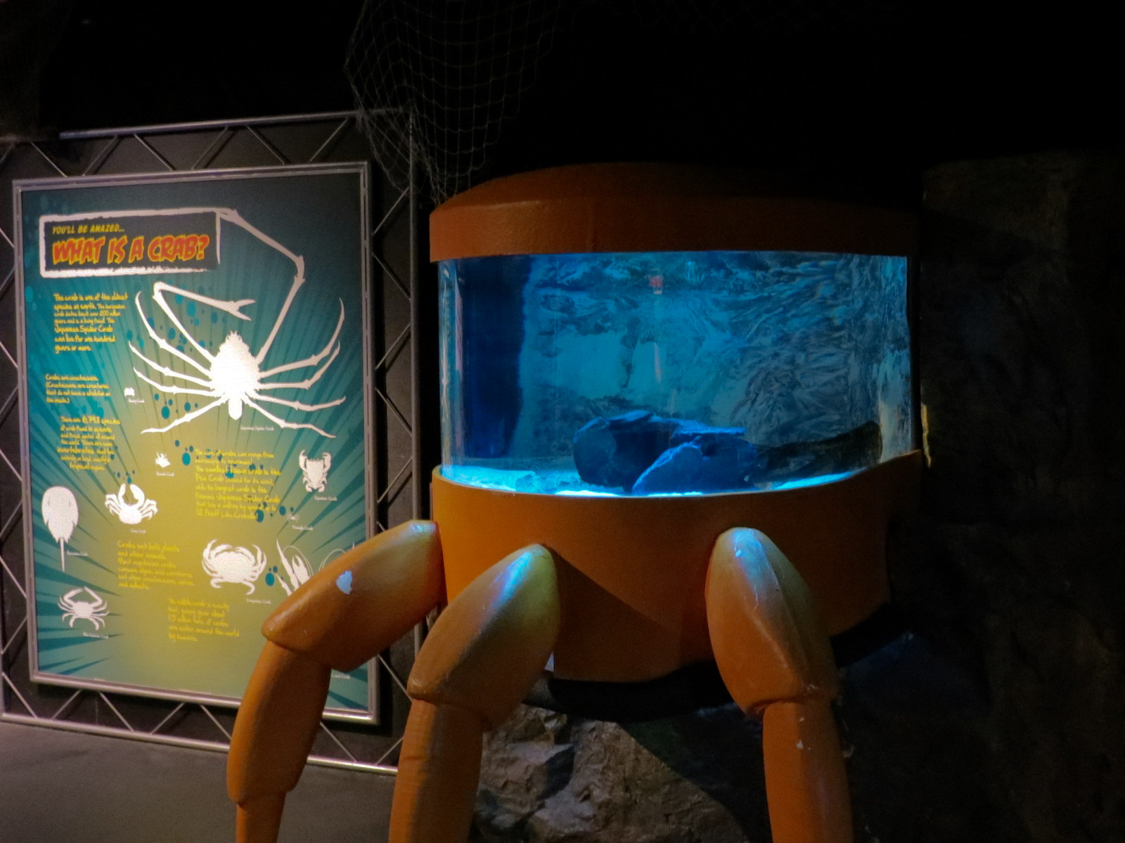 Claws - American Lobster Exhibit