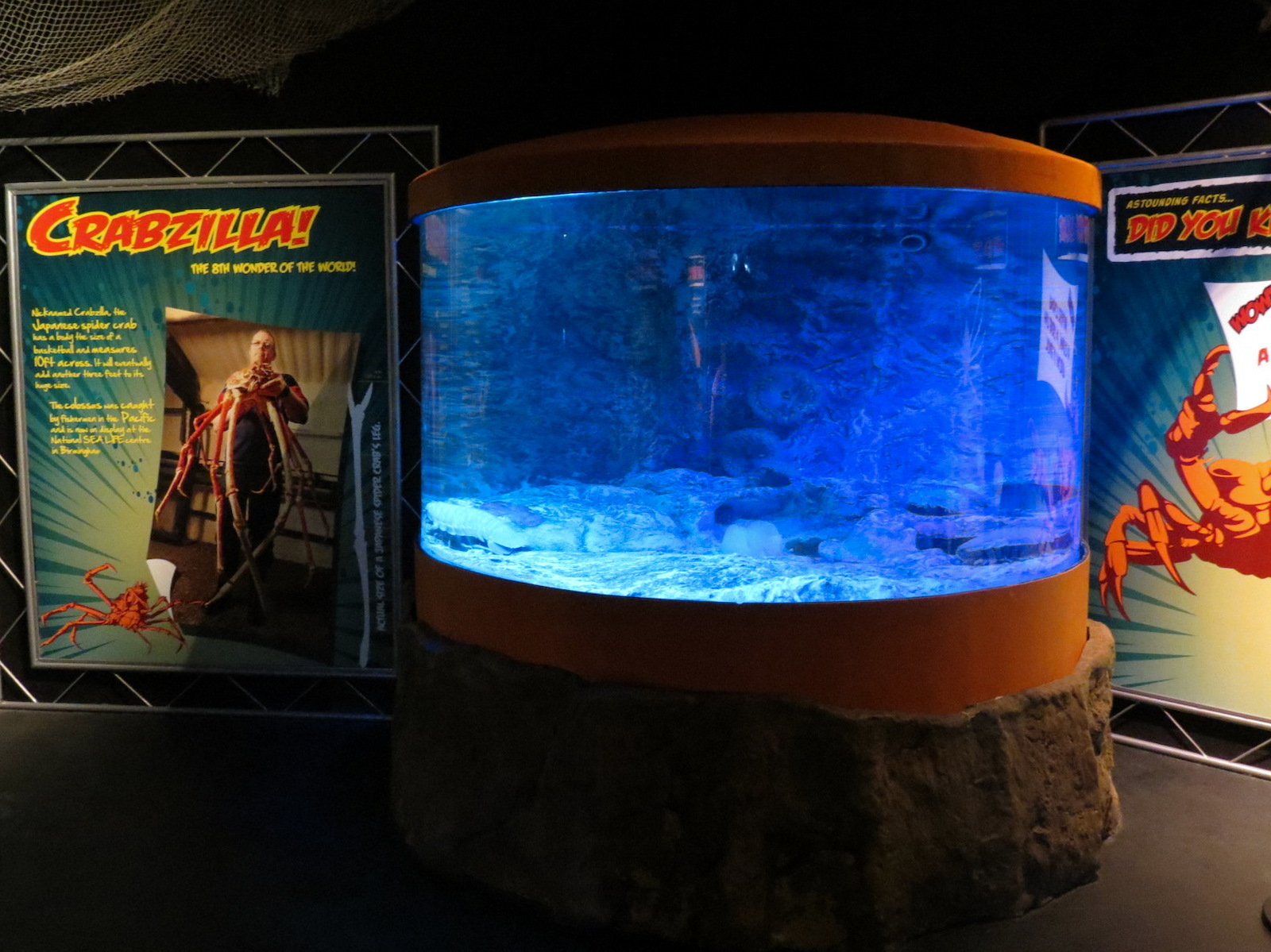 Claws - Giant Isopod Exhibit