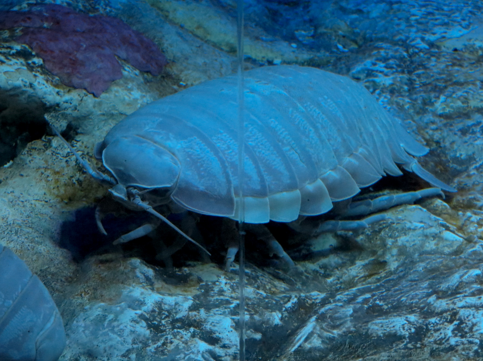 Claws - Giant Isopod Exhibit