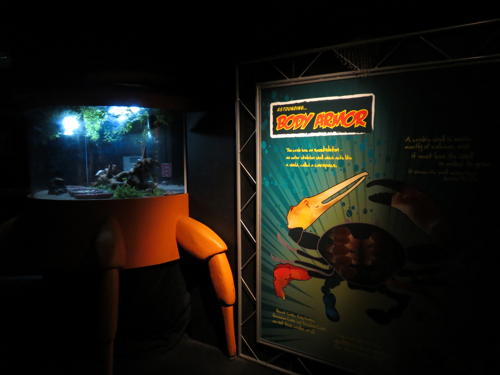 Claws - Hermit Crab Exhibit