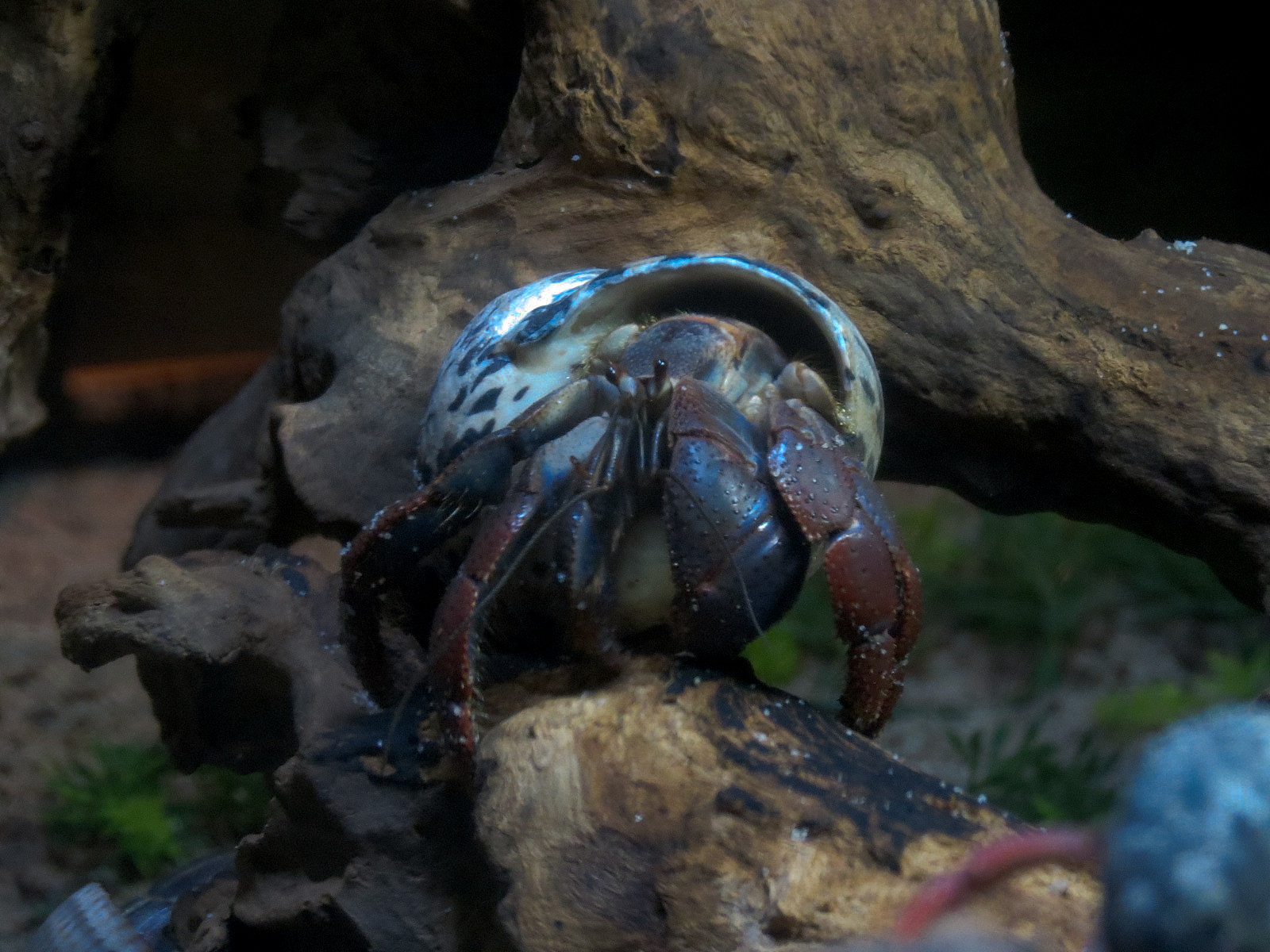 Claws - Hermit Crab Exhibit