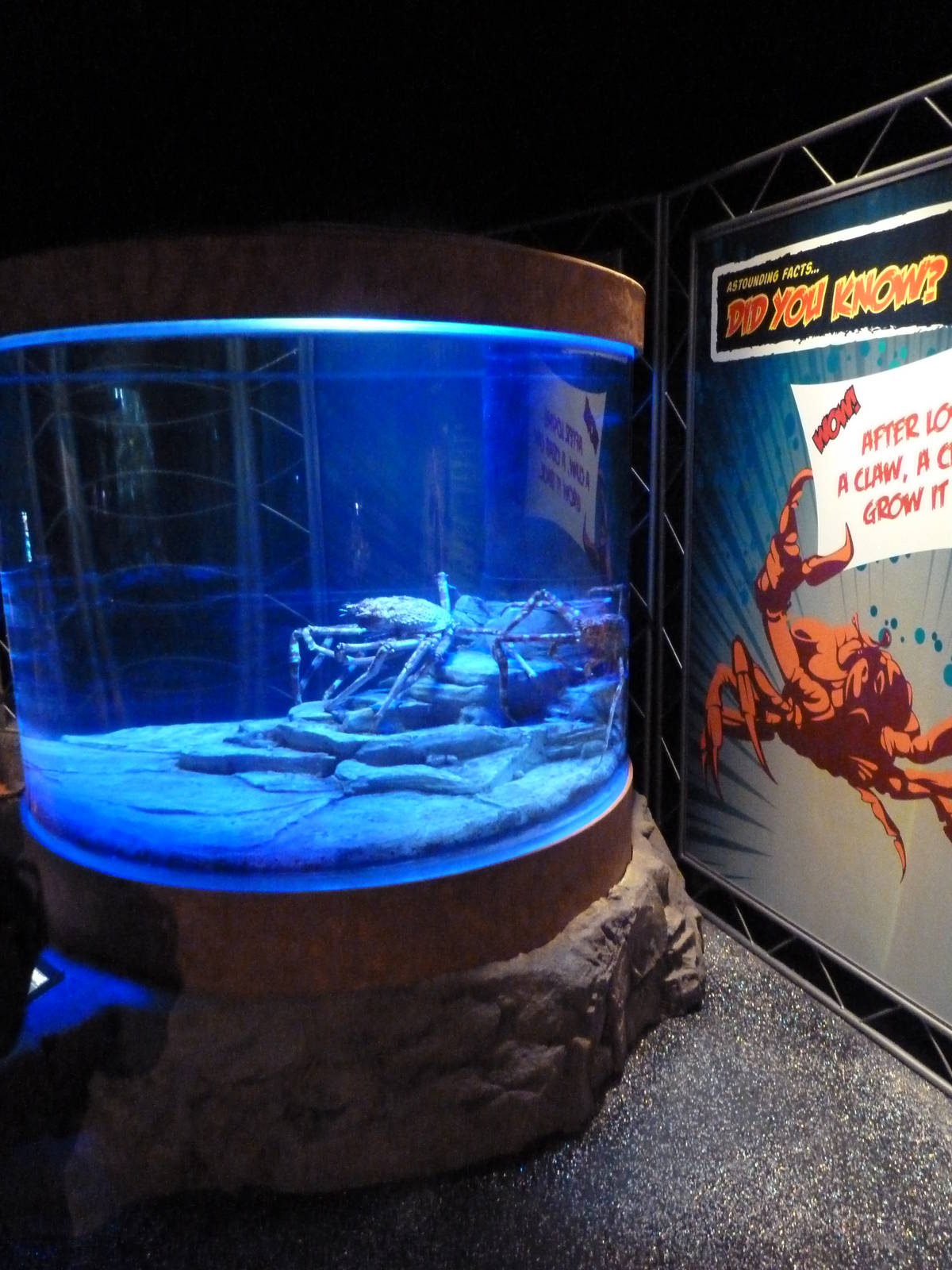 Claws - Japanese Spider Crab Exhibit