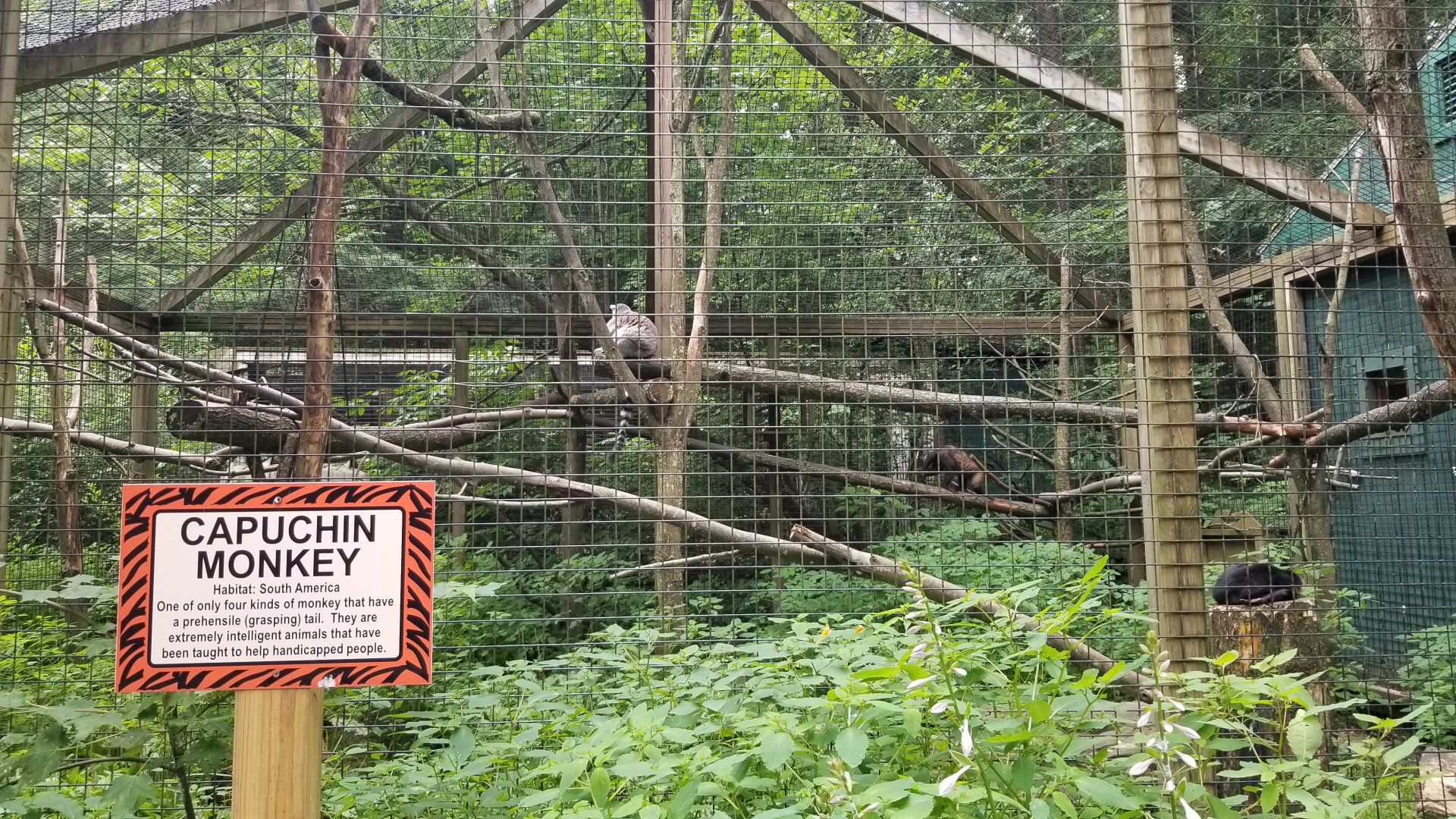 Claws N Paws - 1st exhibit, primates