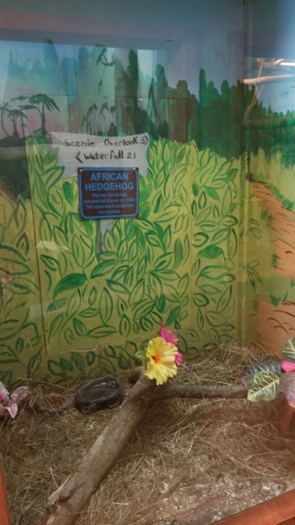 Claws N Paws - African Hedgehog