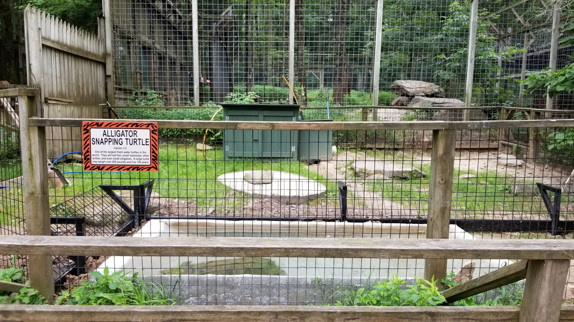Claws N Paws - Alligator Snapping Turtle (lions behind)