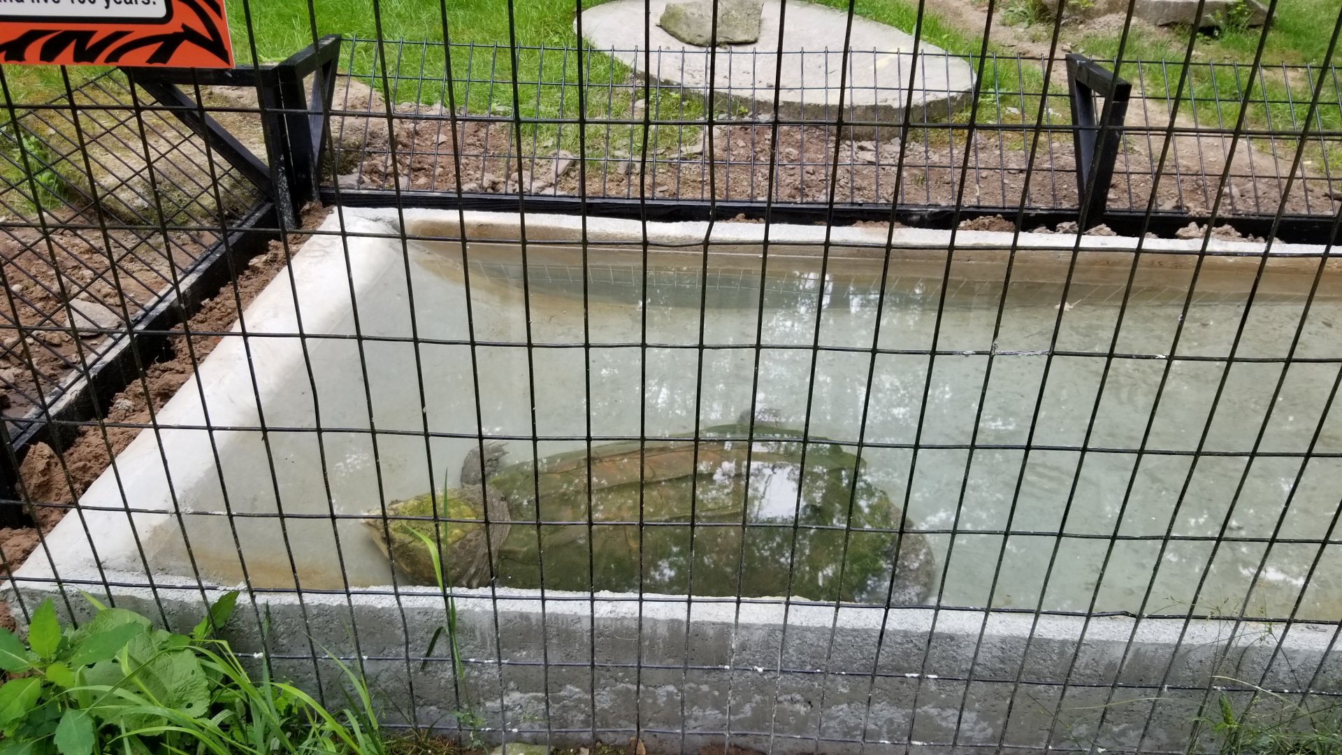 Claws N Paws - Alligator Snapping Turtle