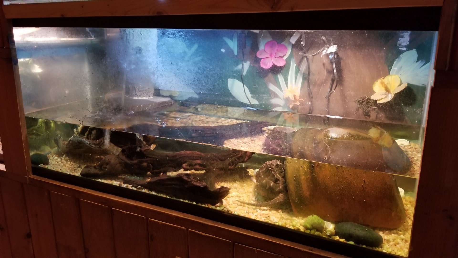 Claws N Paws - Alligator snapping turtle