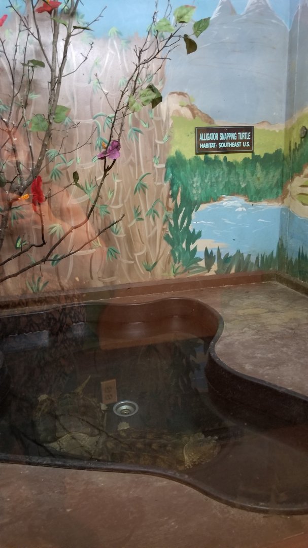 Claws N Paws - Alligator Snapping Turtles