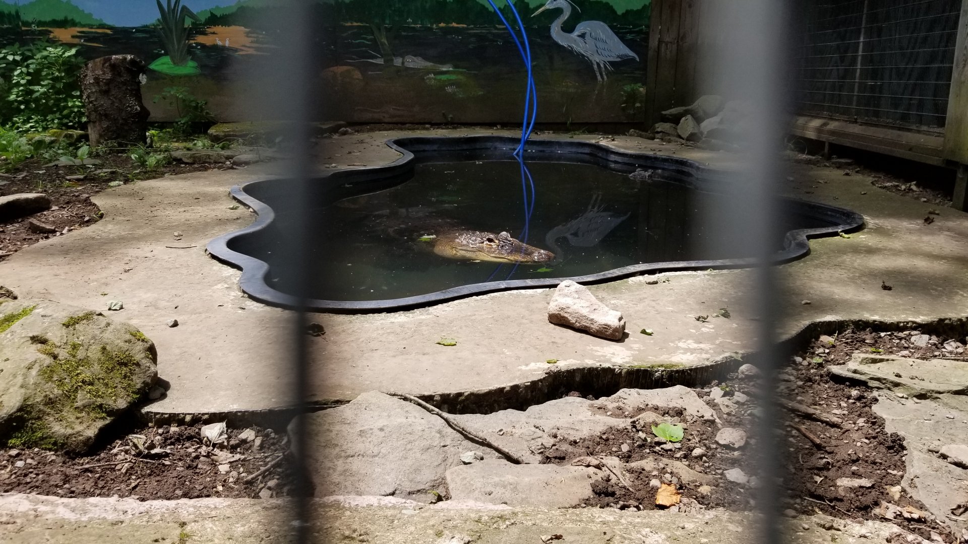 Claws N Paws - Alligator