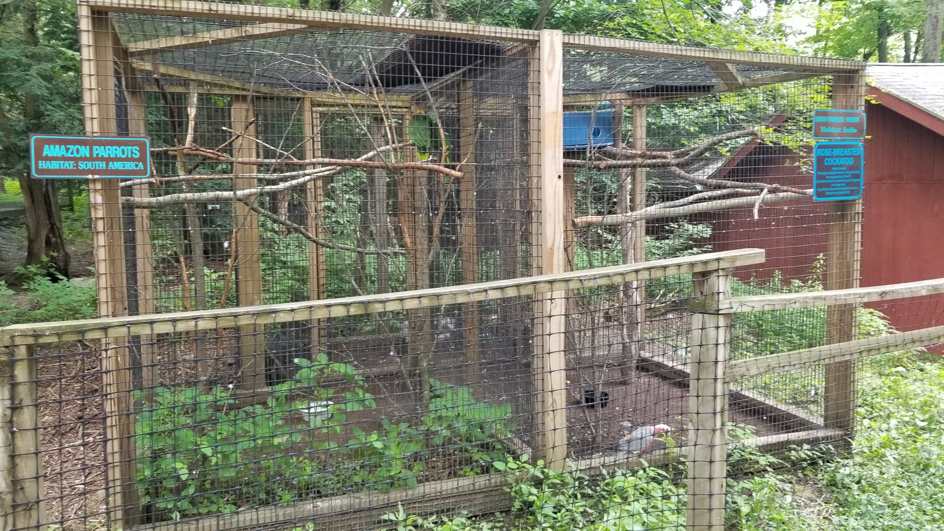 Claws N Paws - Amazon parrots