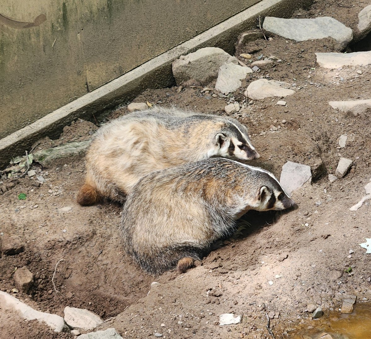 Claws N' Paws - American Badgers