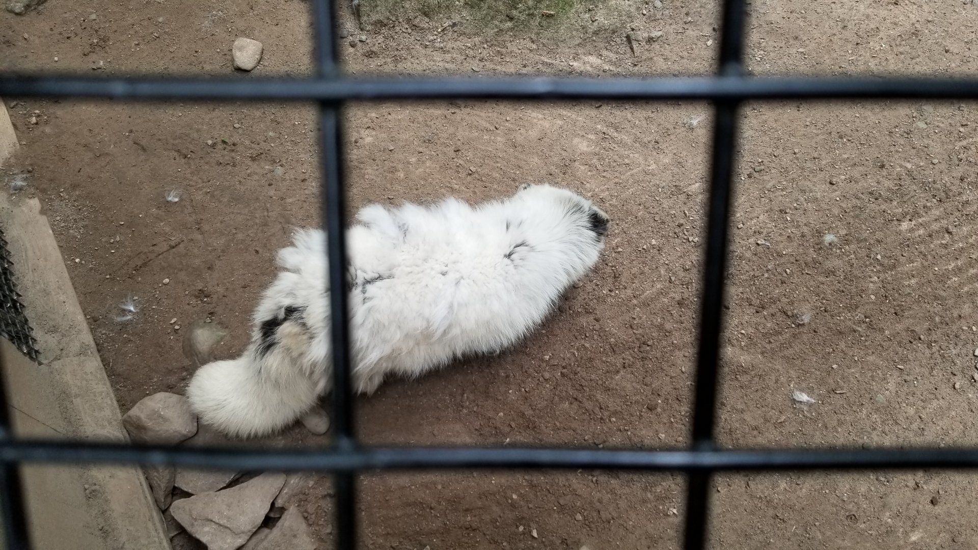 Claws N Paws - Arctic Fox