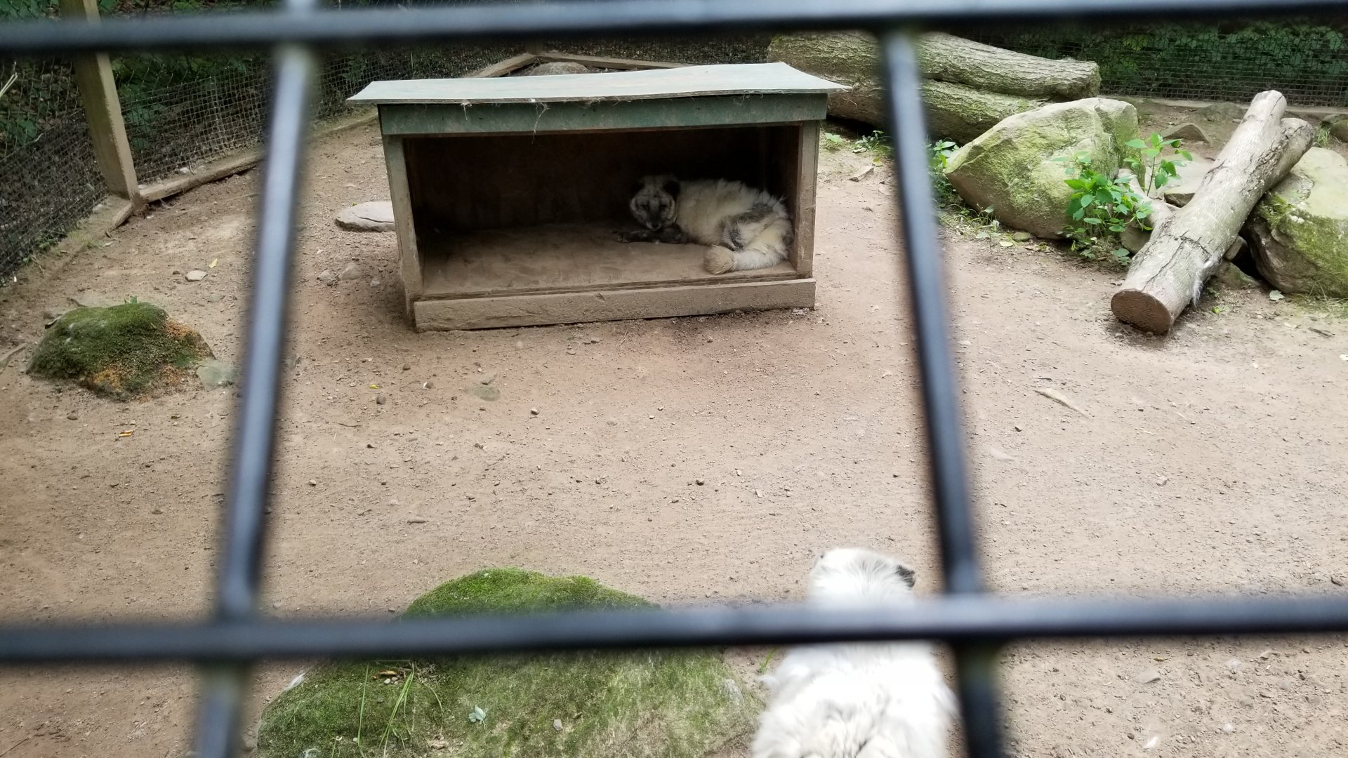 Claws N Paws - Arctic Foxes