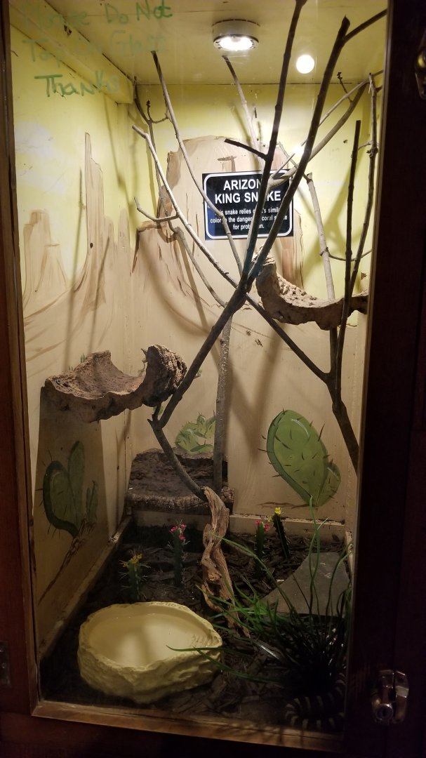 Claws N Paws - Arizona kingsnake