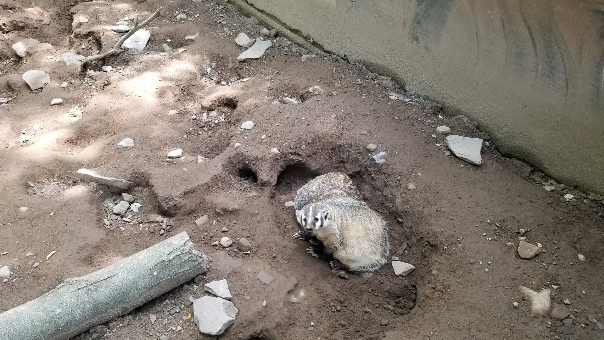 Claws N Paws - Badgers