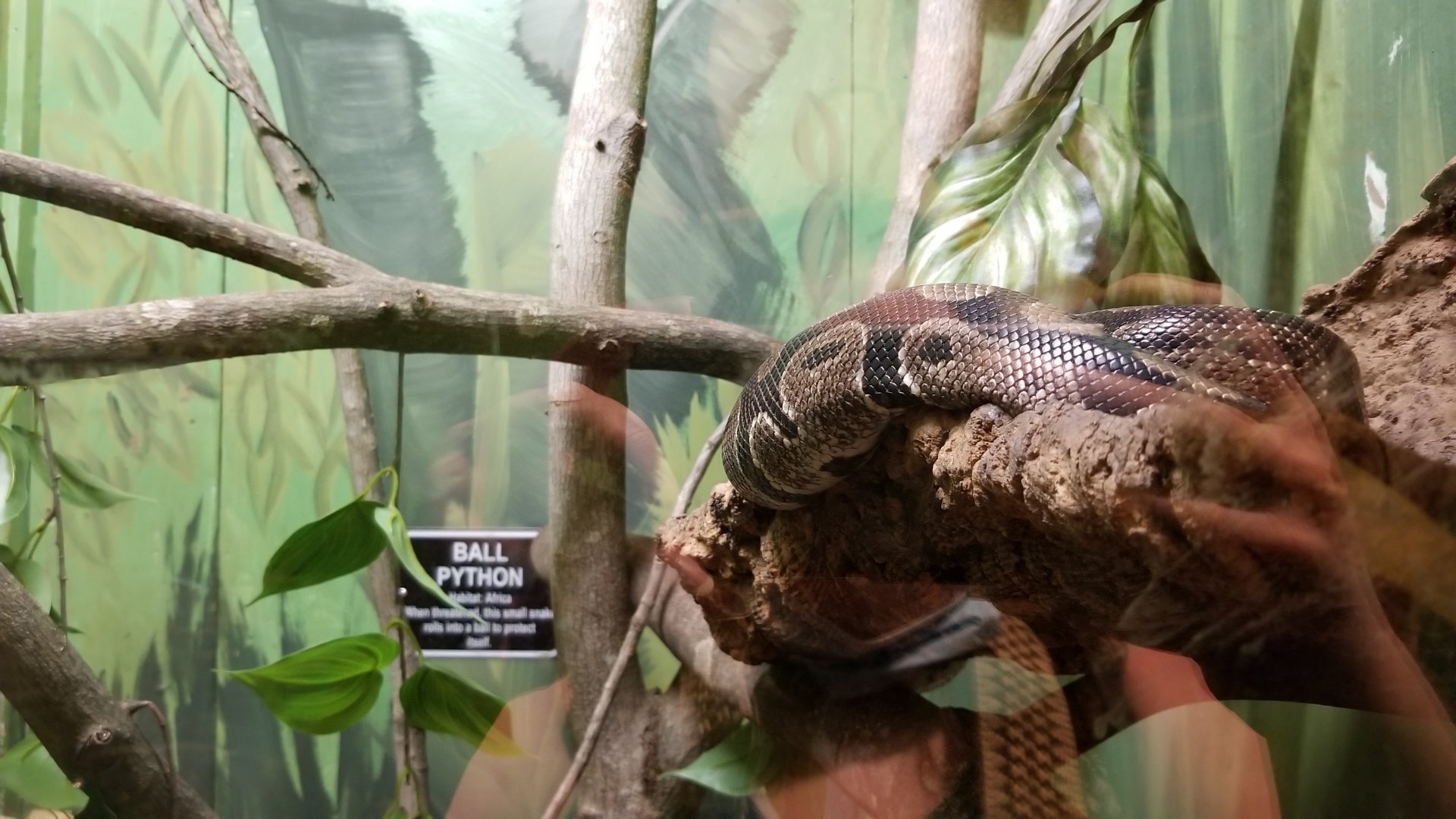 Claws N Paws - Ball Python