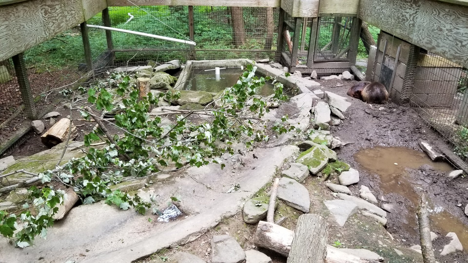 Claws N Paws - Beavers