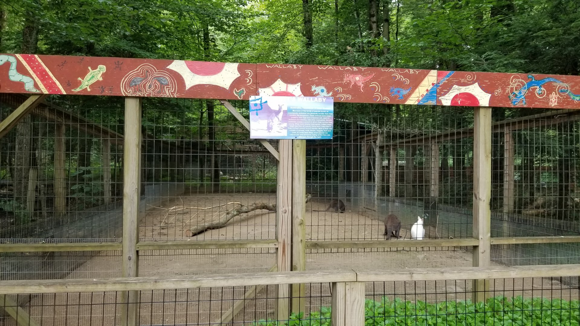 Claws N Paws - Bennett's Wallabies