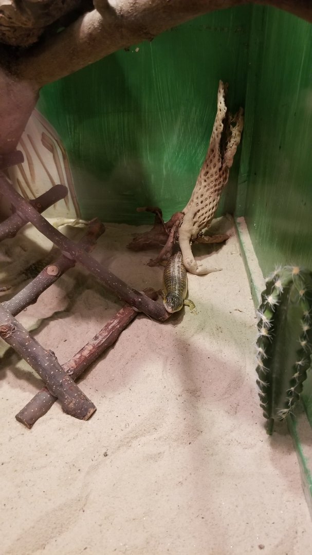 Claws N Paws - Berber Skink