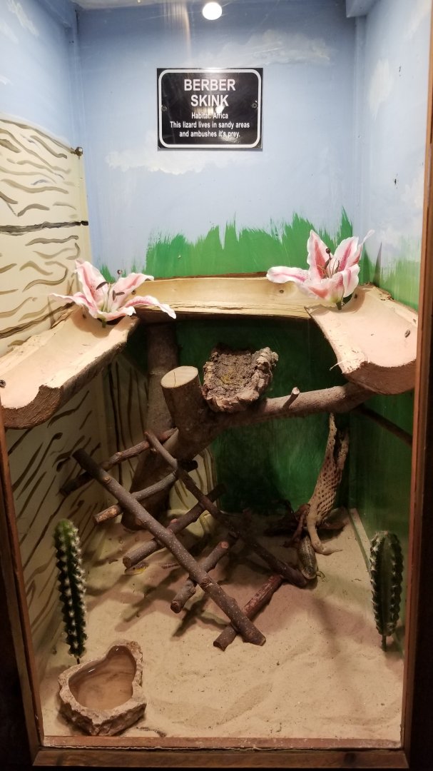 Claws N Paws - Berber Skinks