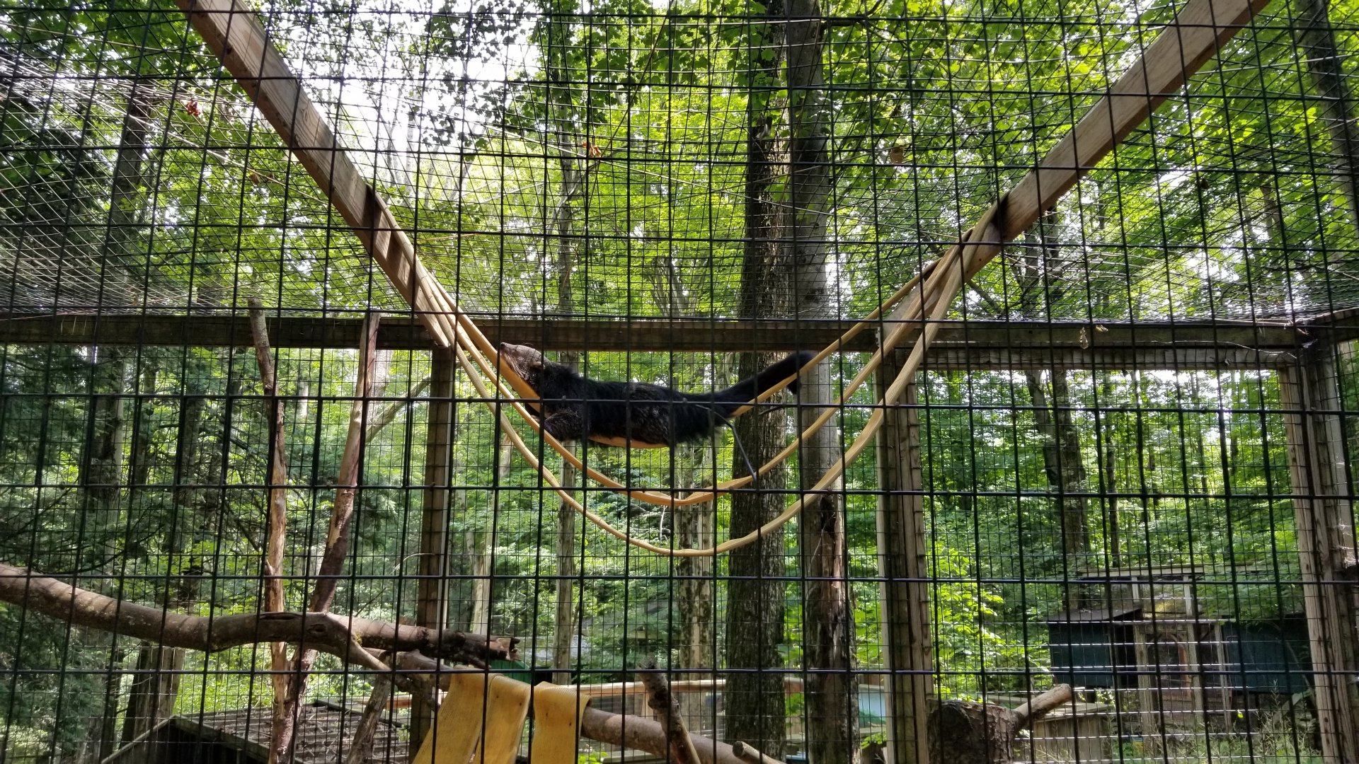 Claws N Paws - Binturong gymnastics