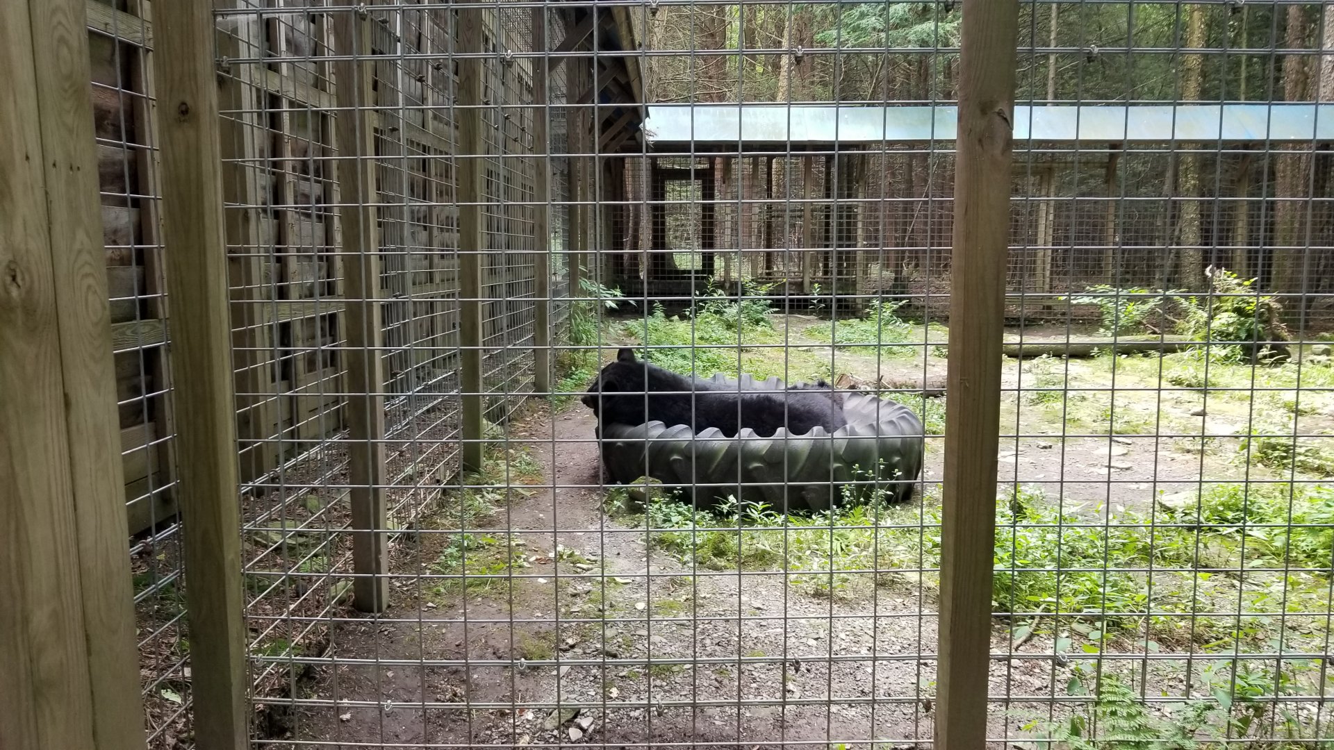 Claws N Paws - Black bear