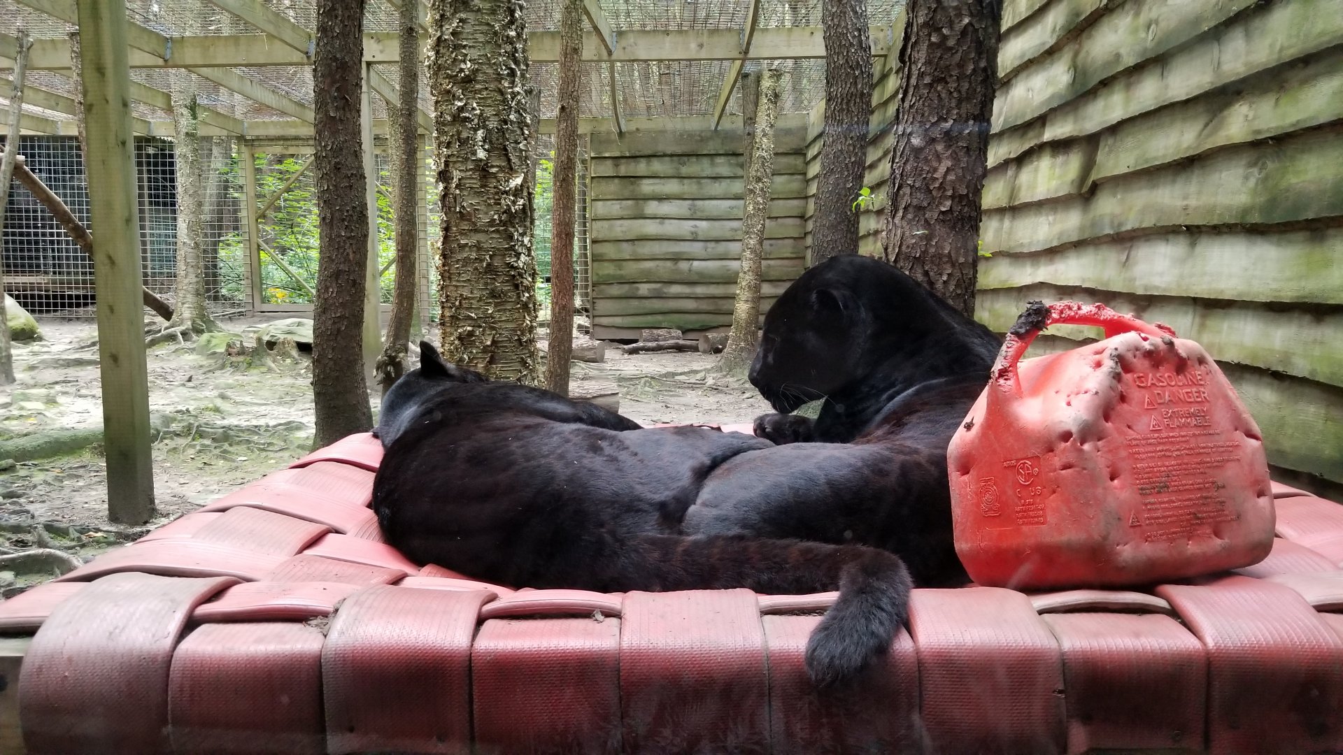 Claws N Paws - Black jaguars