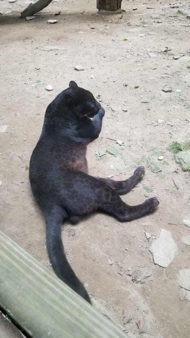 Claws N Paws - Black leopard