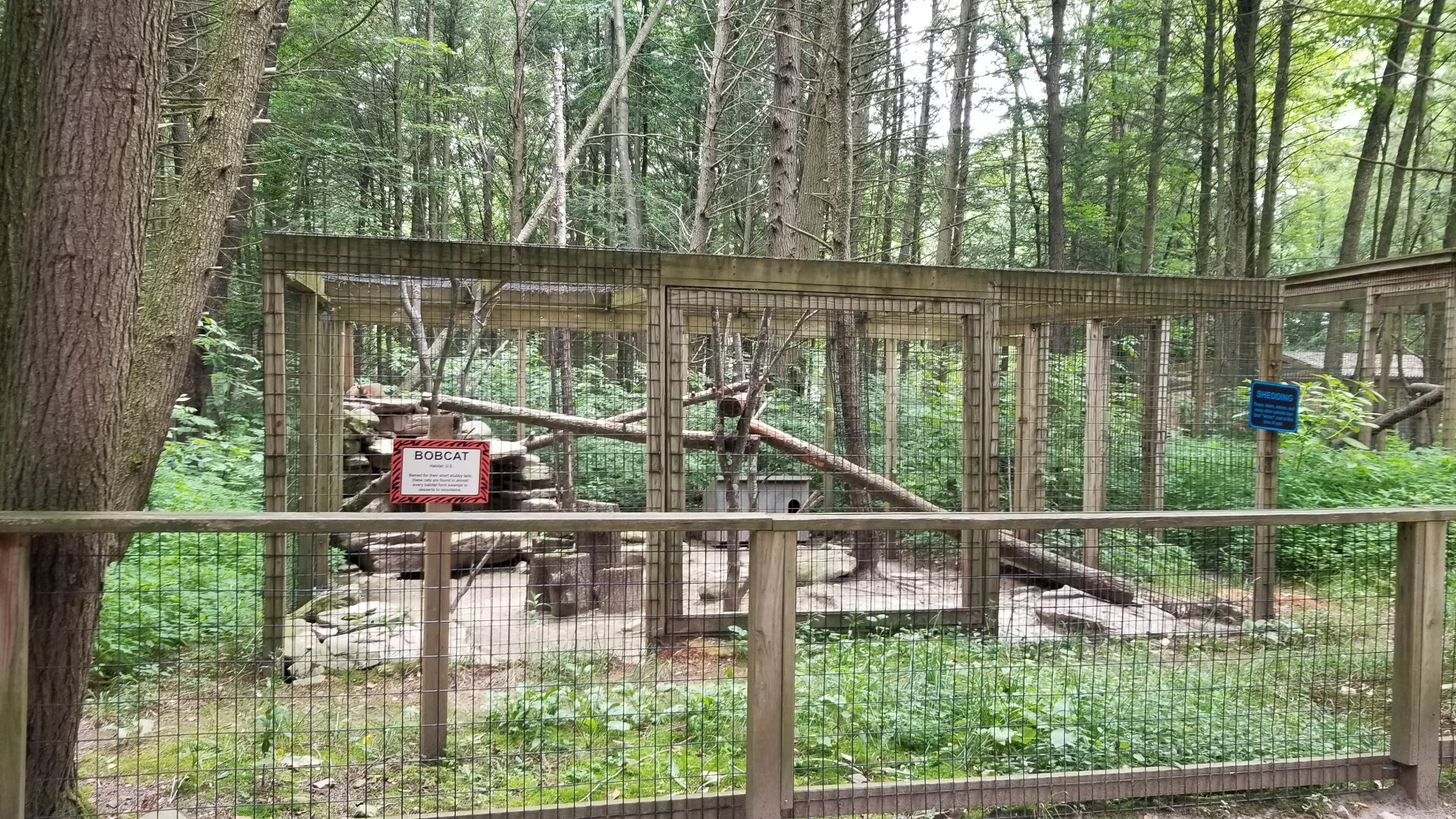 Claws N Paws - Bobcat