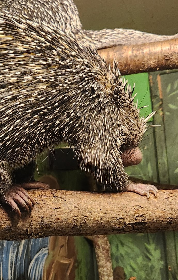 Claws N' Paws - Brazilian Porcupine