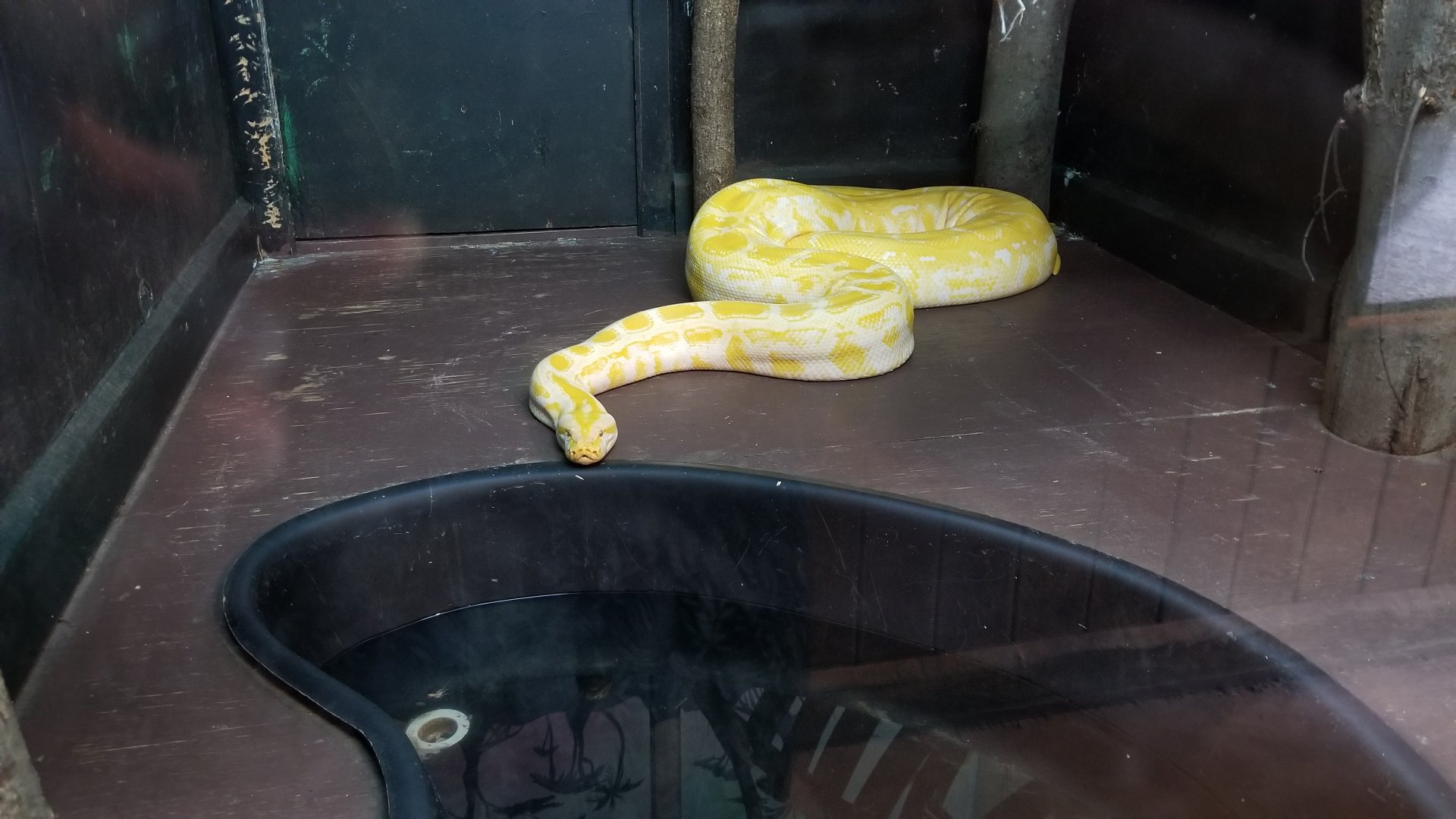 Claws N Paws - Burmese Python
