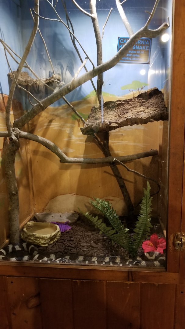 Claws N Paws - California Kingsnake