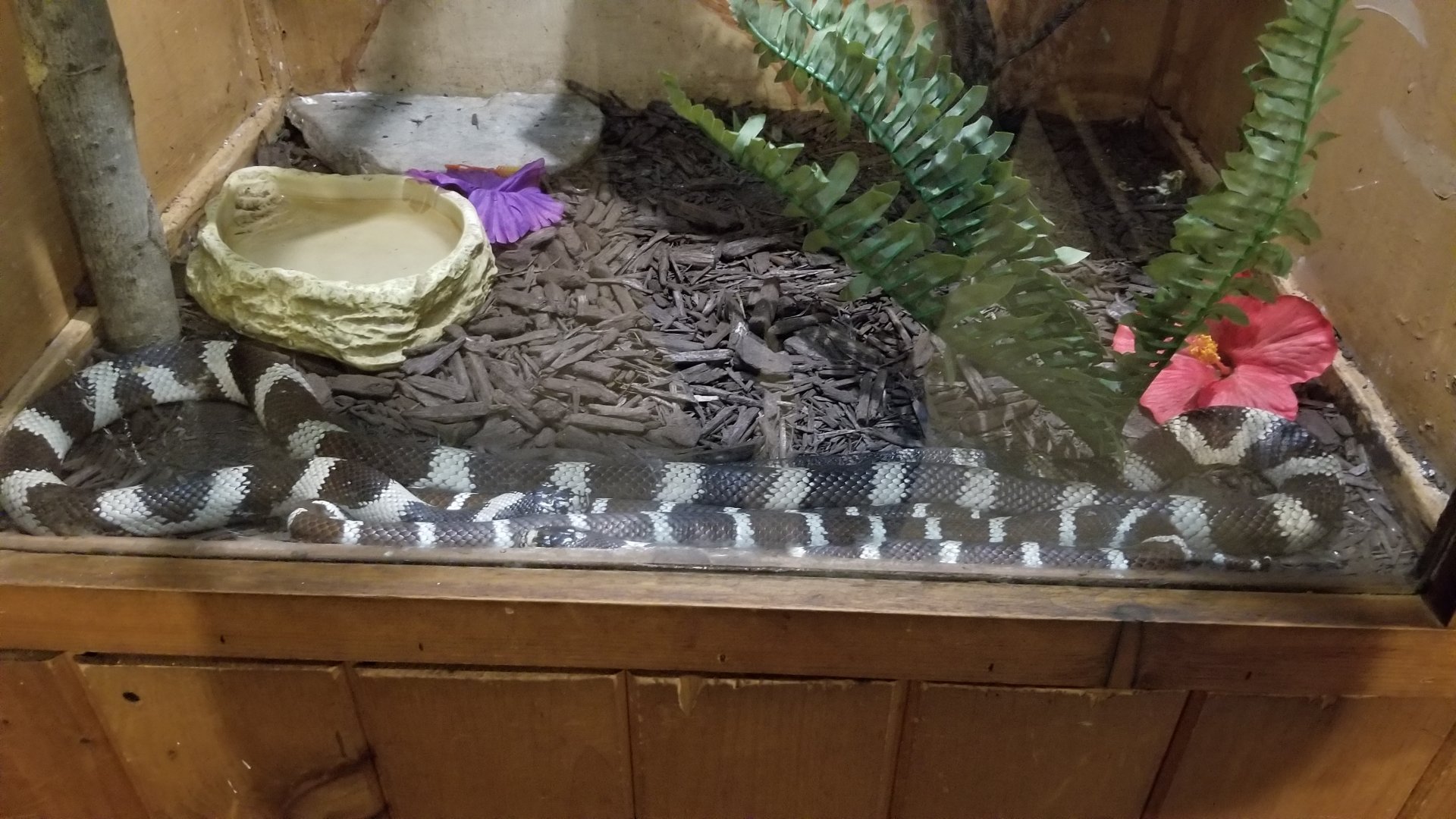 Claws N Paws - California Kingsnake