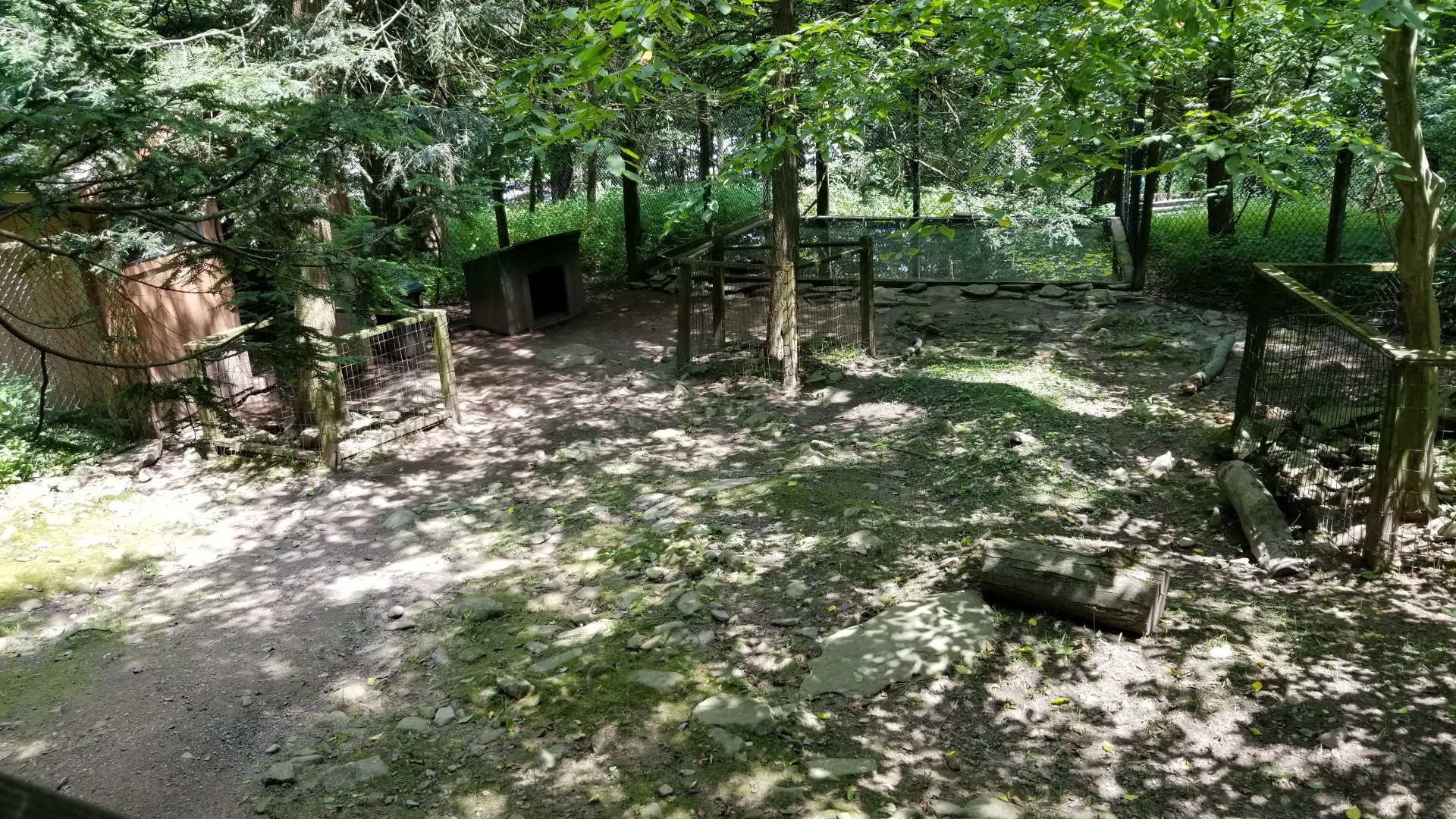 Claws N Paws - Capybara & Black Swan