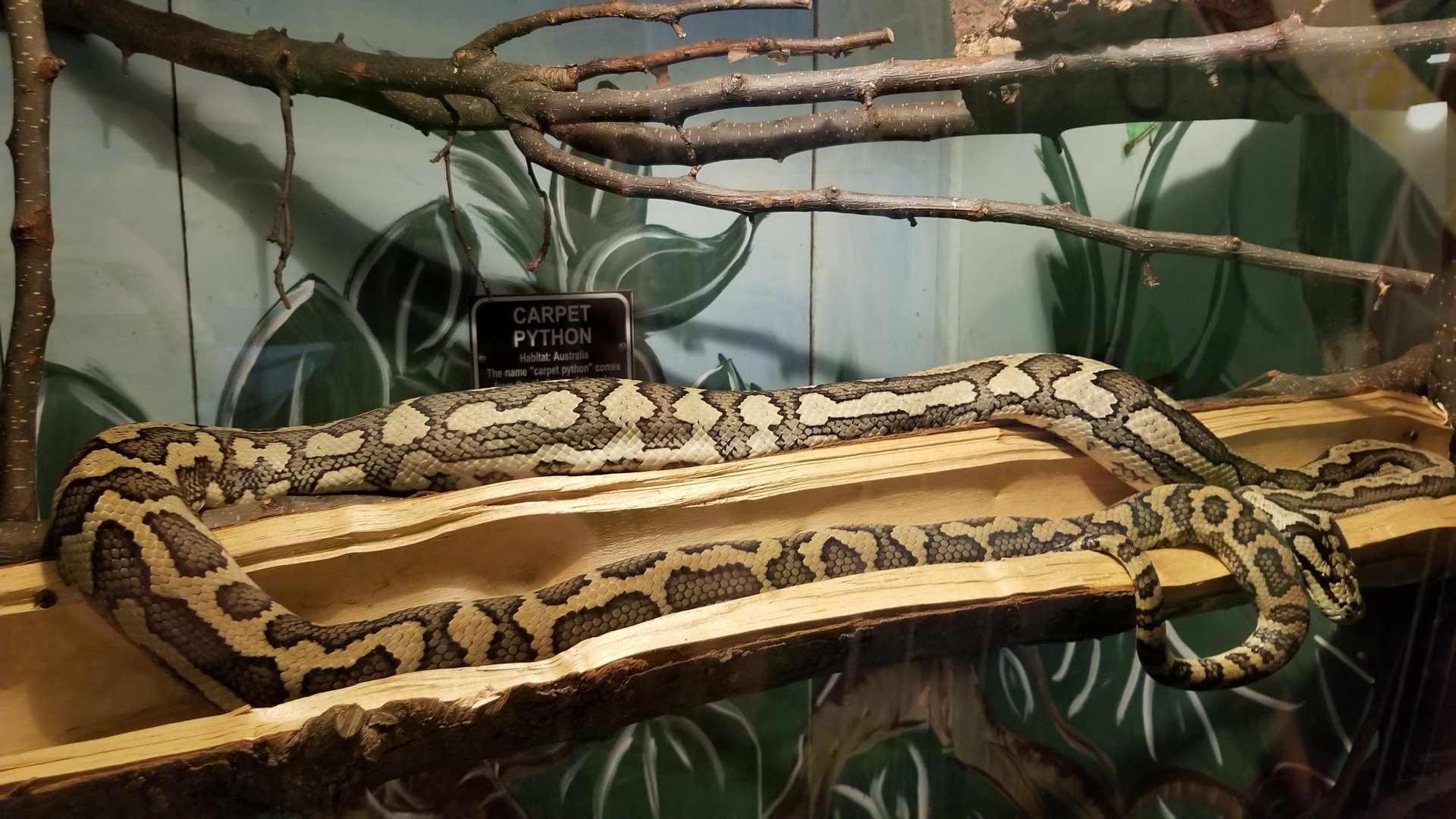 Claws N Paws - Carpet Python