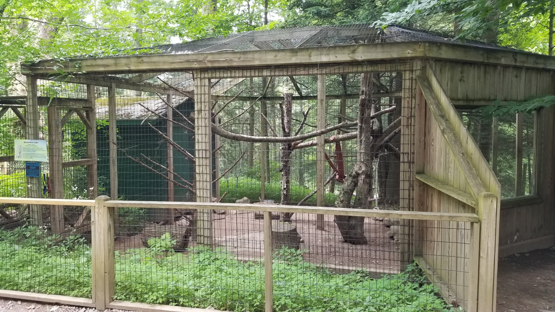 Claws N Paws - Coati