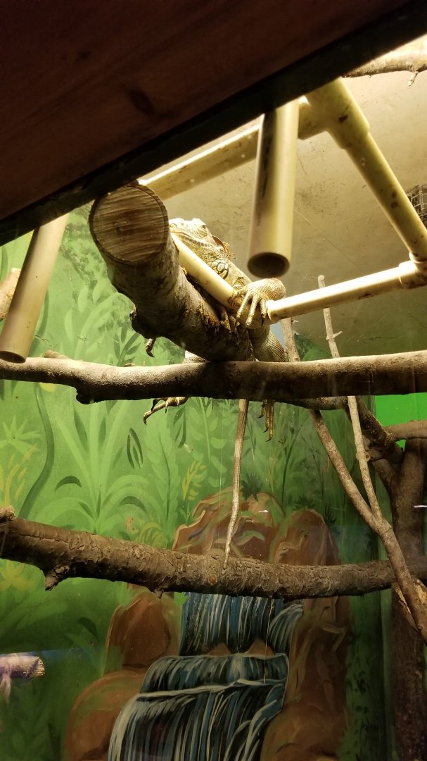 Claws N Paws - Common Iguana