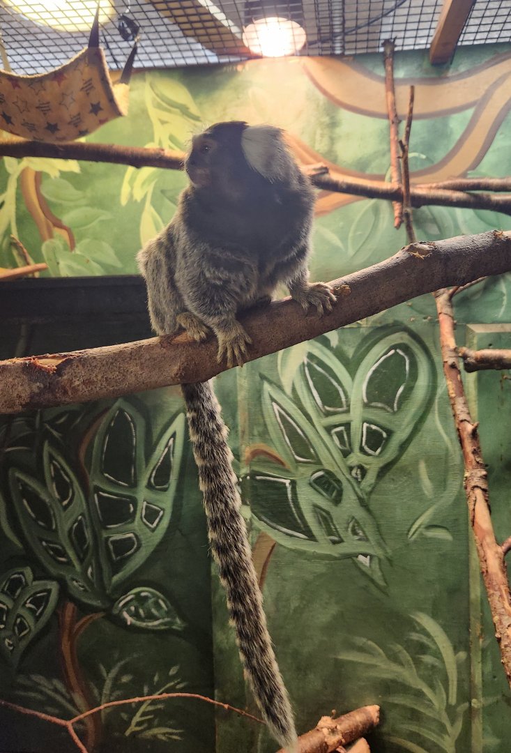 Claws N' Paws - Common Marmoset