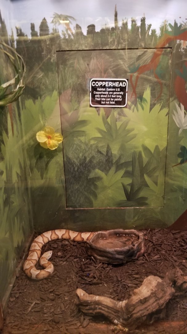 Claws N Paws - Copperhead