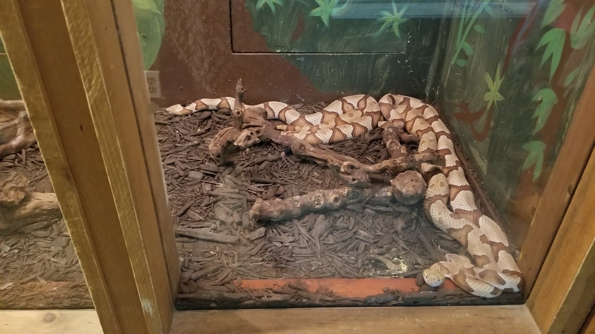 Claws N Paws - Copperheads