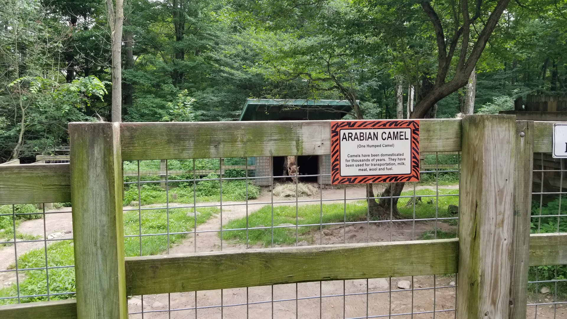 Claws N Paws - Dromedary camel