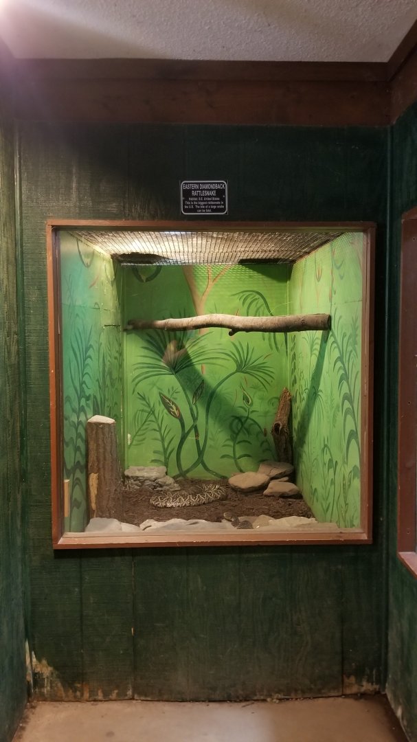 Claws N Paws - Eastern Diamondbacks