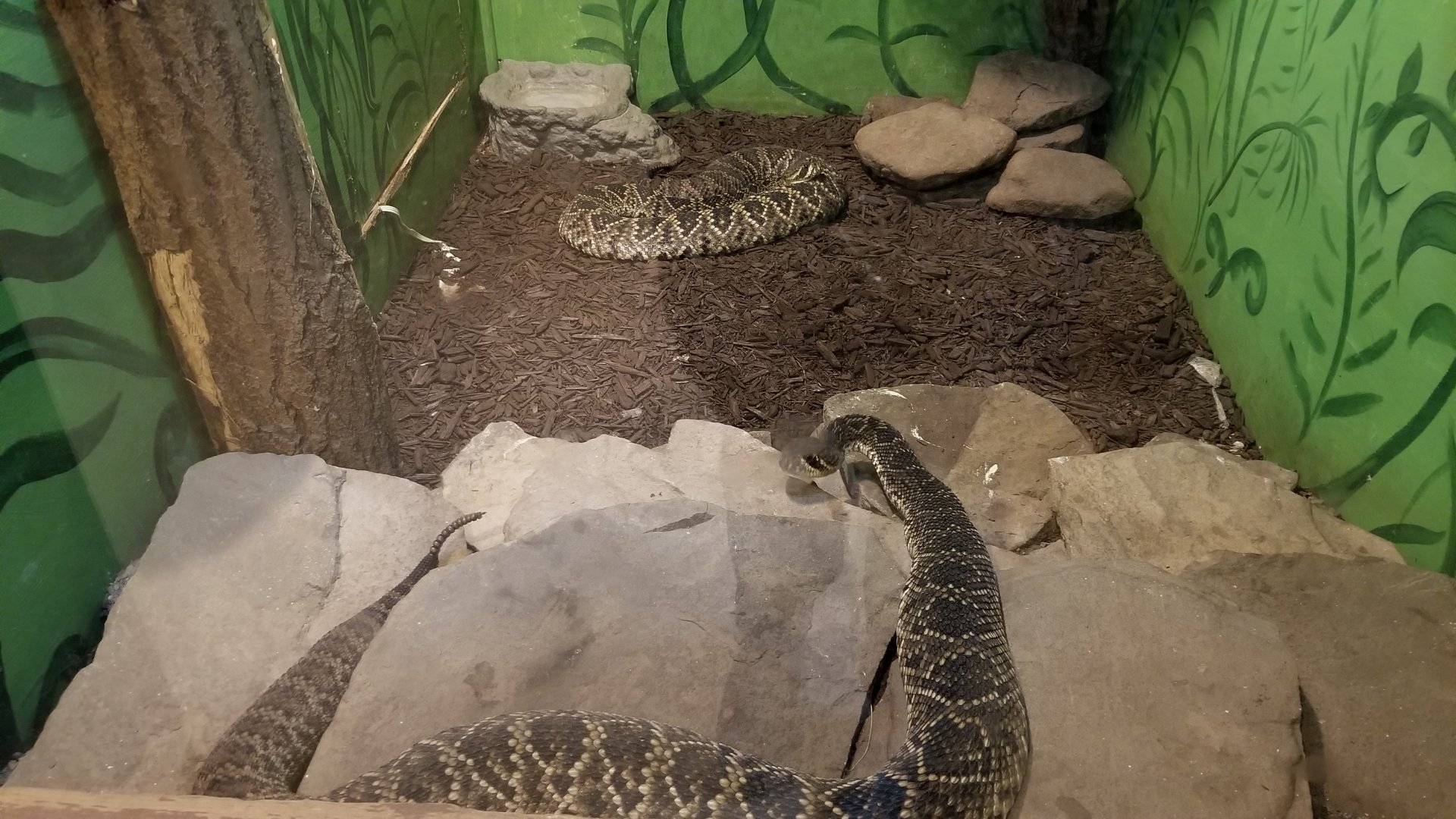 Claws N Paws - Eastern Diamondbacks