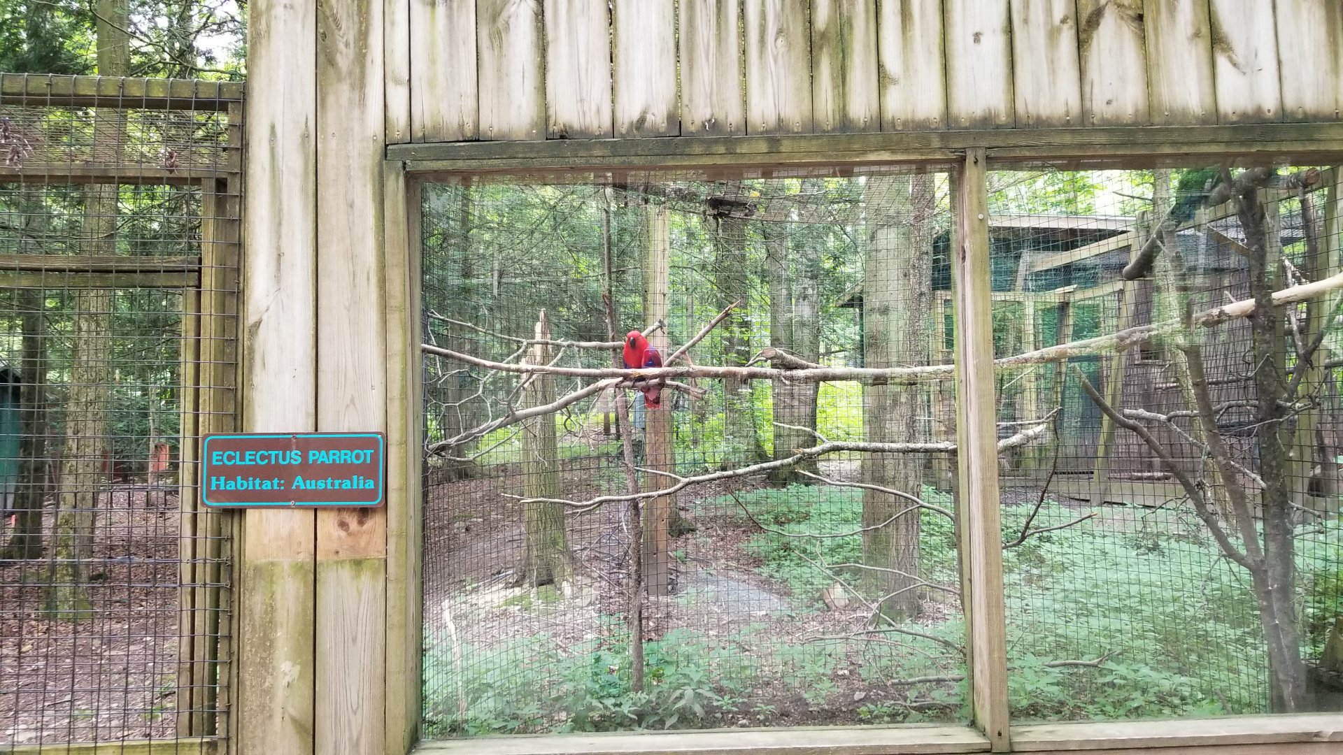 Claws N Paws - Eclectus Parrot
