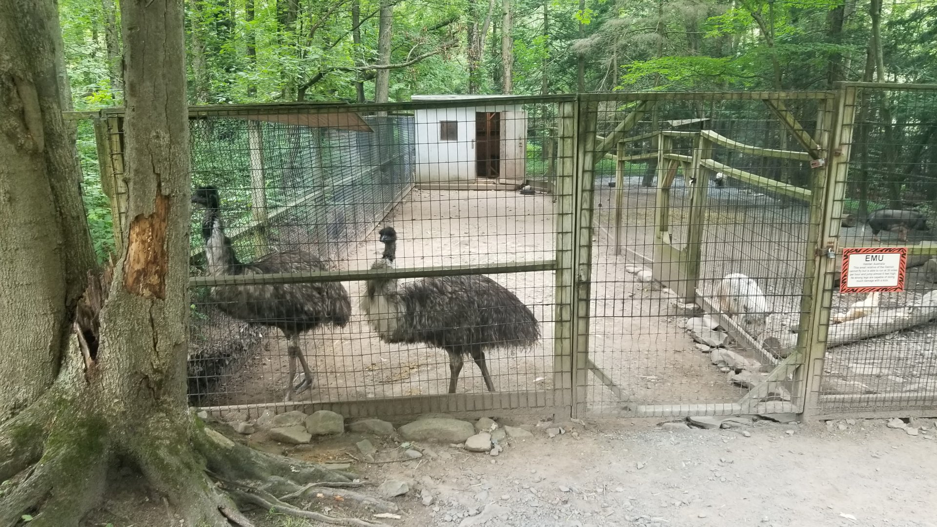 Claws N Paws - Emus