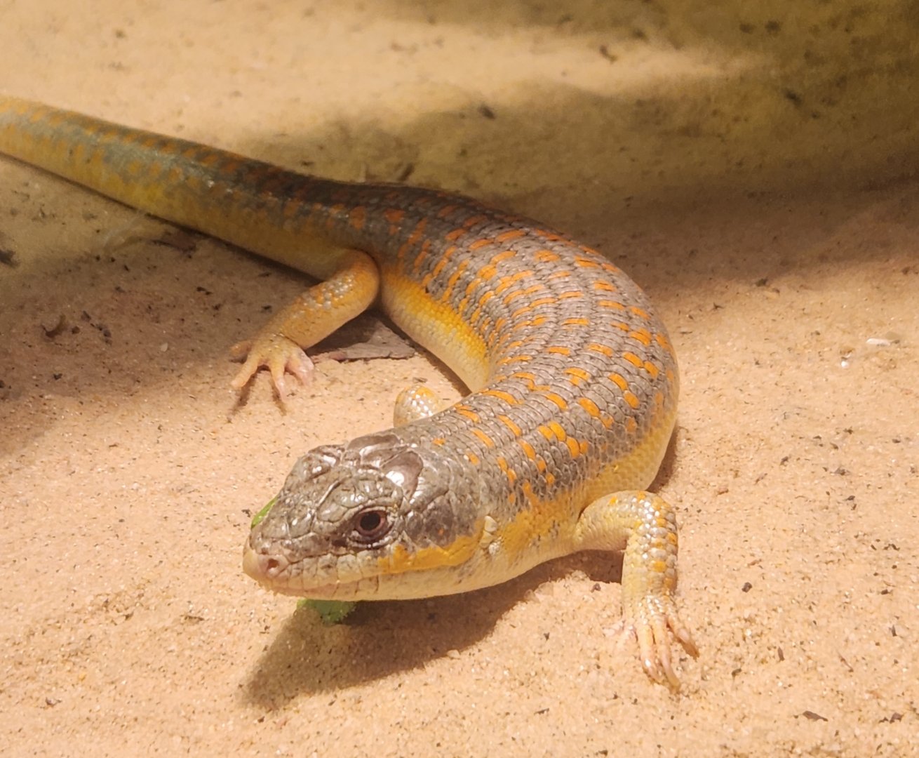 Claws N' Paws - Eumeces schneideri